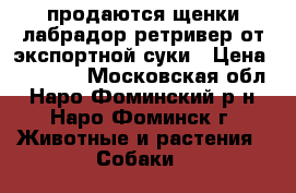 продаются щенки лабрадор-ретривер от экспортной суки › Цена ­ 15 000 - Московская обл., Наро-Фоминский р-н, Наро-Фоминск г. Животные и растения » Собаки   